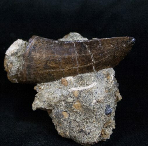 Tyrannosaur Tooth In Matrix - Montana #13767